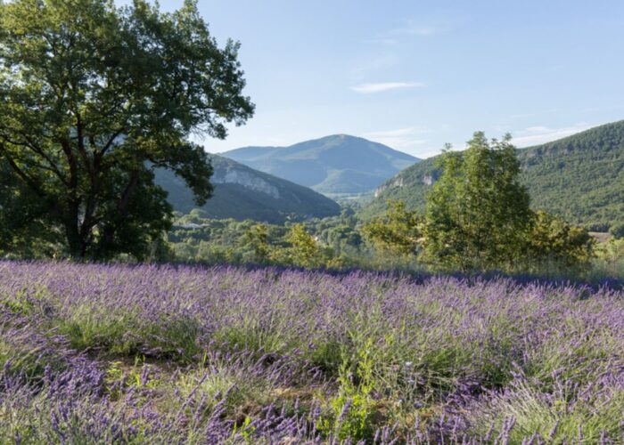 Essentiel De Lavande