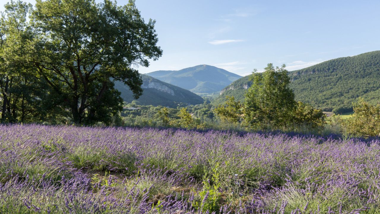 Essentiel De Lavande